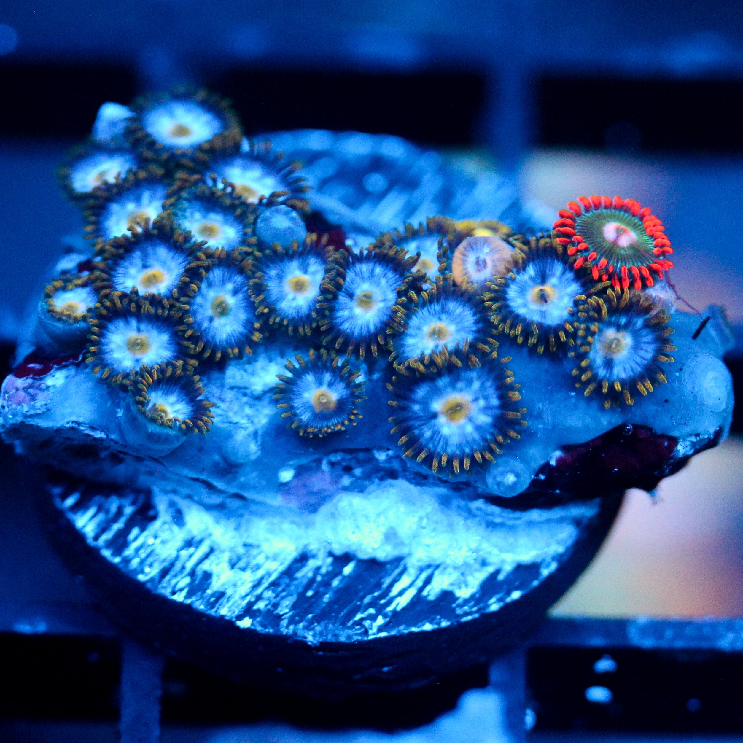 JC Zoa Garden Seed