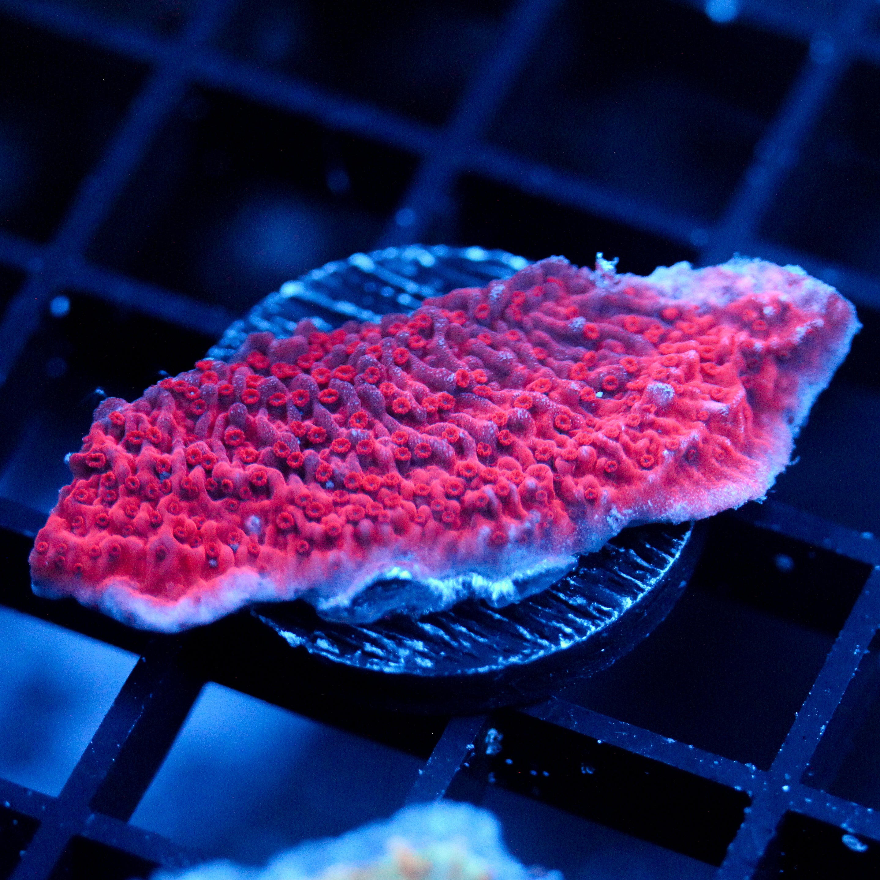 JC Pink Wave Monti