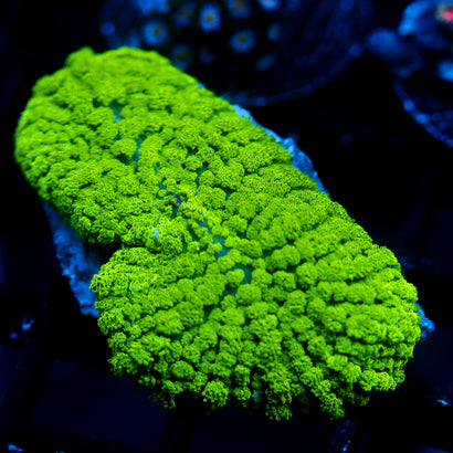 JC Neon Green Rhodactis lg