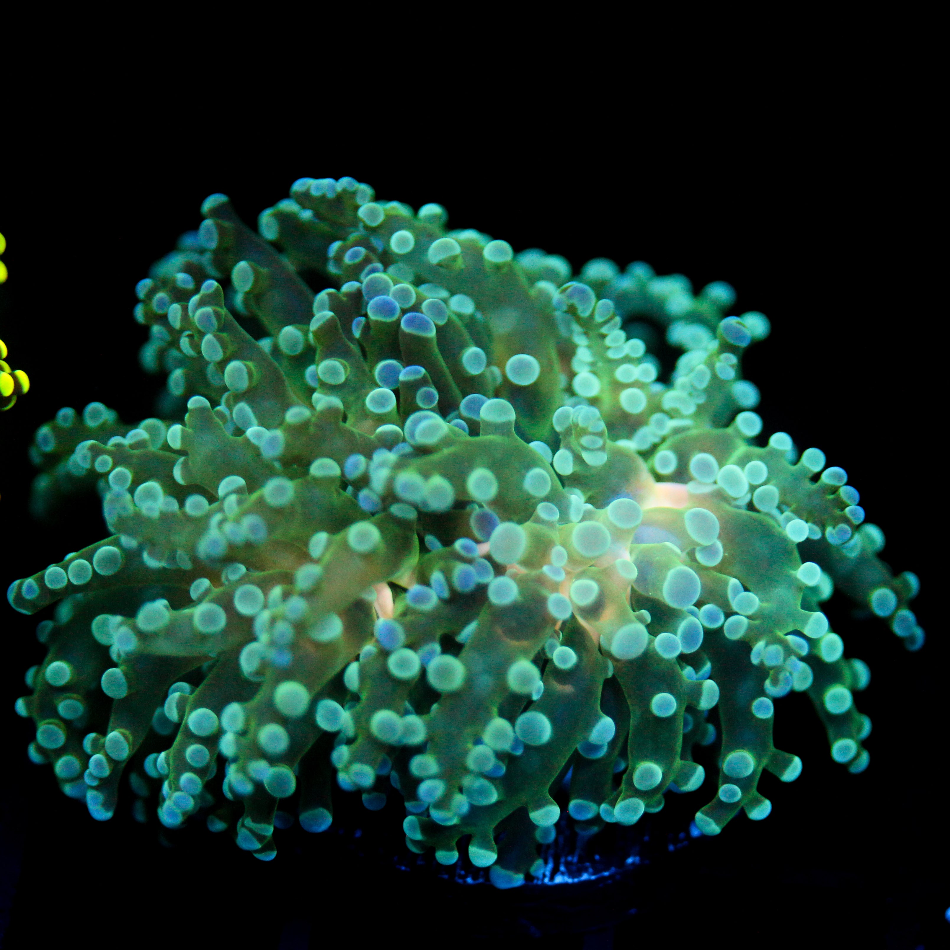 JC Mint Breeze Octo