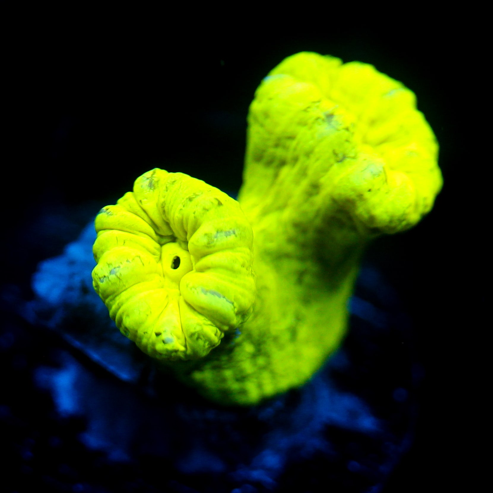 JC Neon Green Trumpet Coral