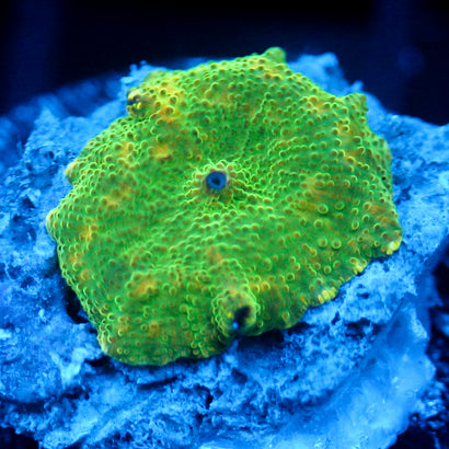 JC Slime Discosoma
