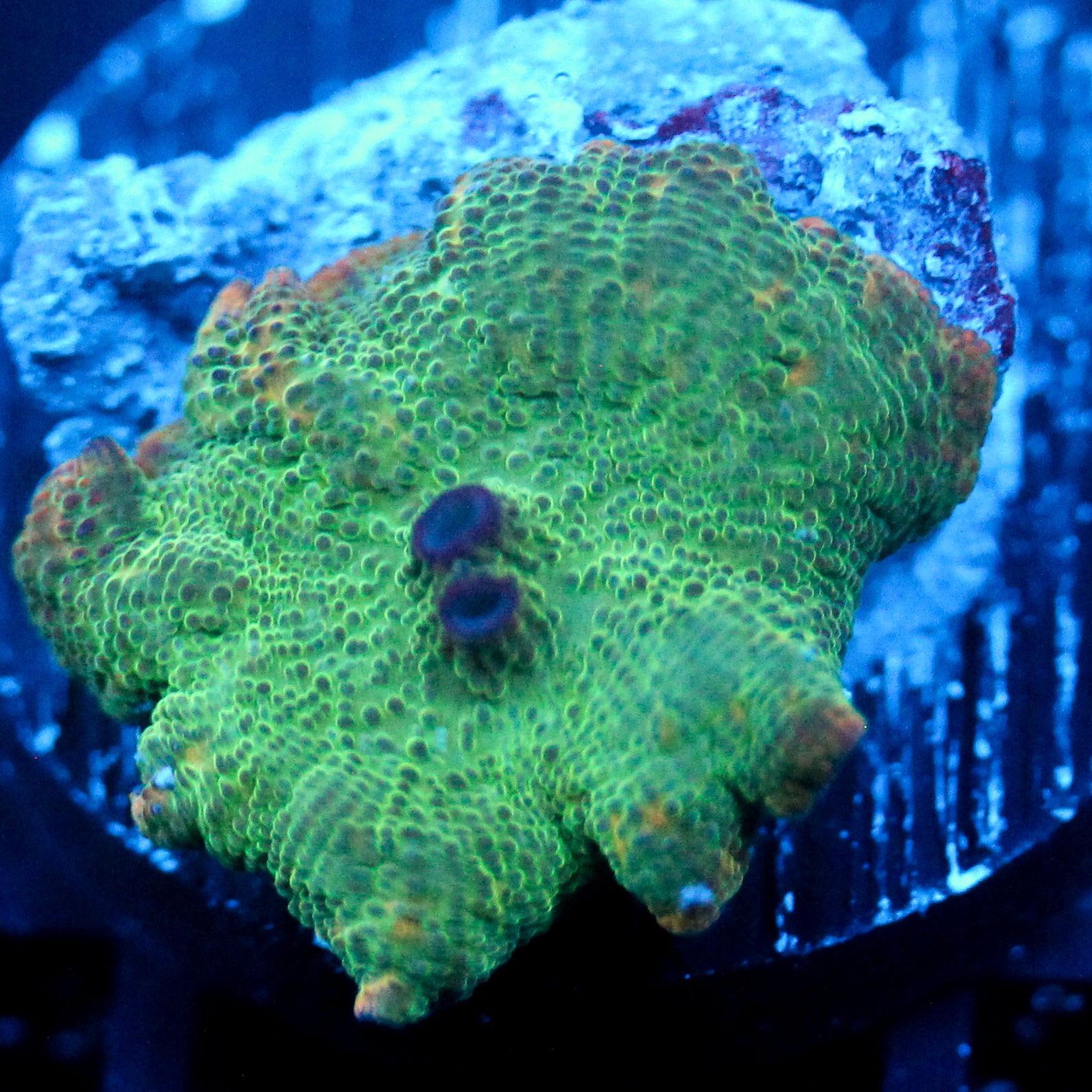 JC Mossy Discosoma