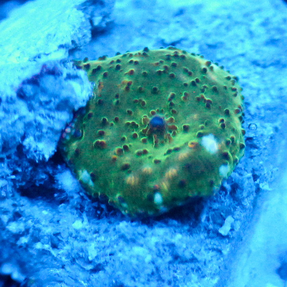 JC Frog Skin Discosoma