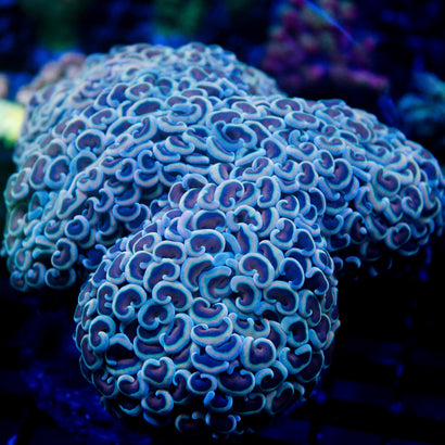 Teal Wall Hammer SHOW