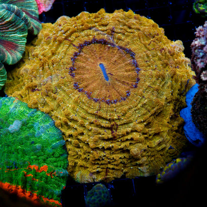 Ultra Acanthophyllia