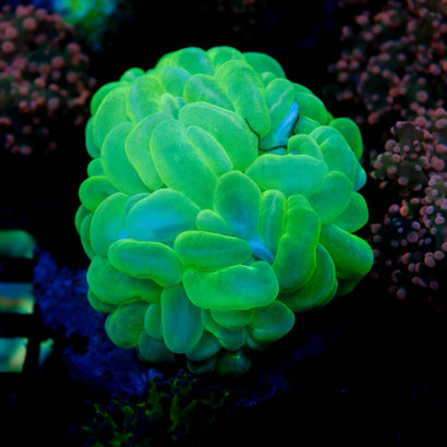 Bubble Coral