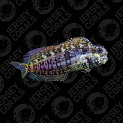 Lawnmower Blenny