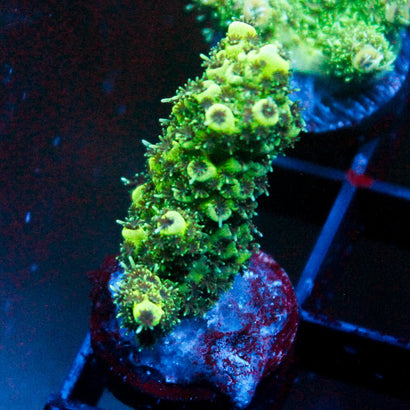 JC Green Twist