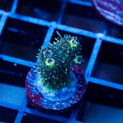 JC Medusa