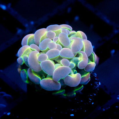 JC Ultra Hologram Hammer