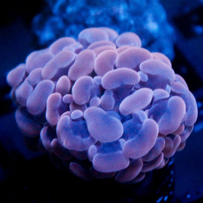 JC Pink Hammer