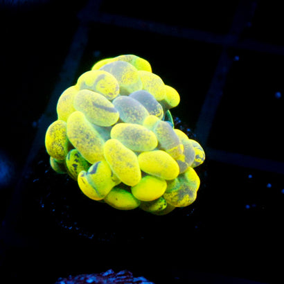 JC Yellow Splatter Hammer