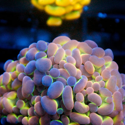 SBB Ultra Hologram Hammer