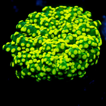 JC Neon Green Octo