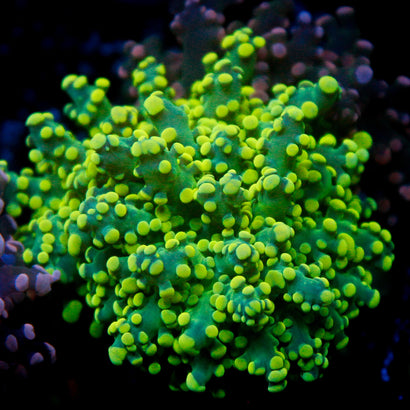 JC Green Octo