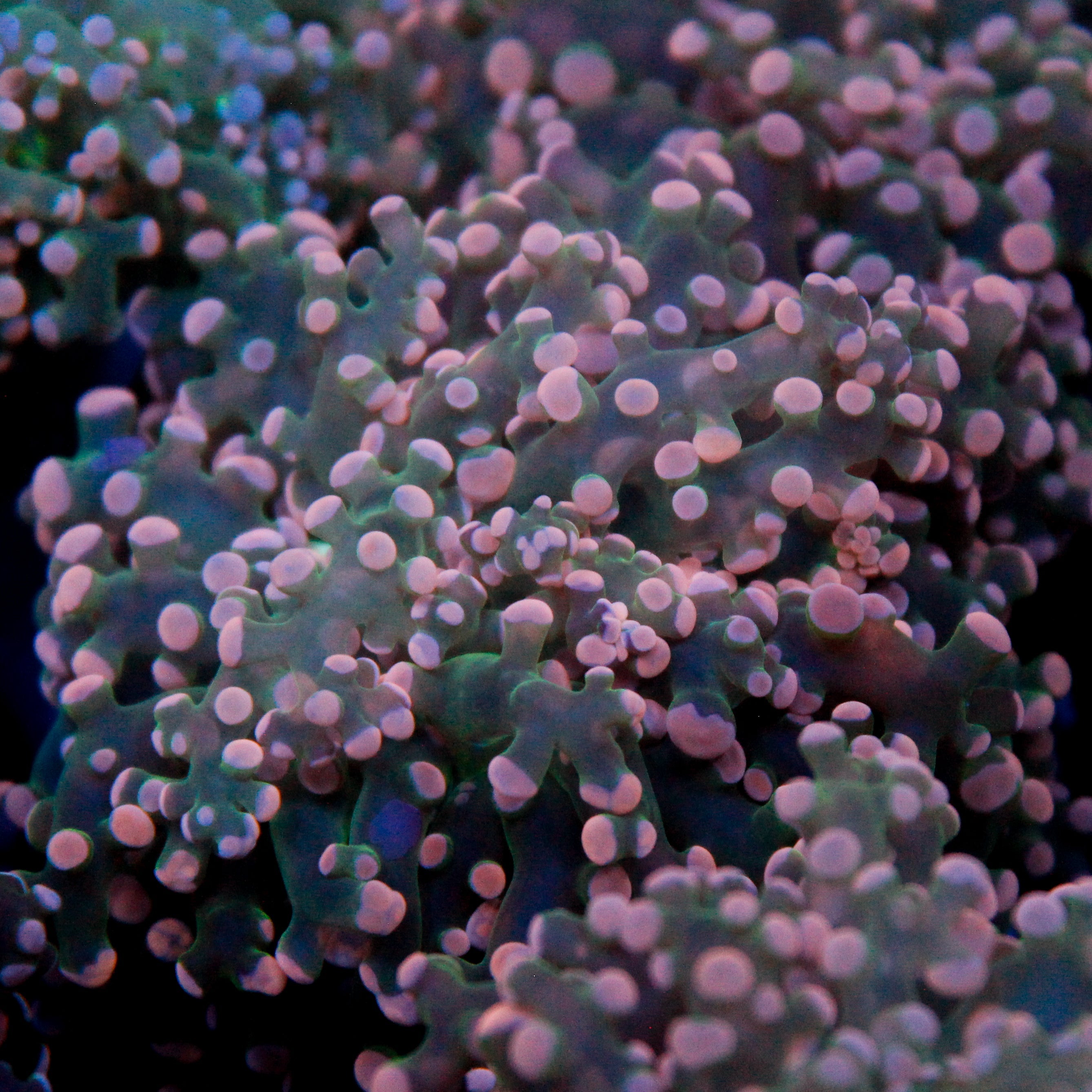 JC Pink Tip Octo