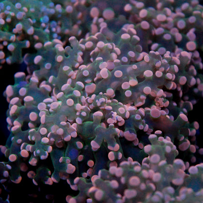 JC Pink Tip Octo