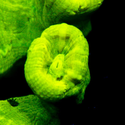JC Trump Coral