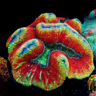 JC Ultra Rainbow Trachy