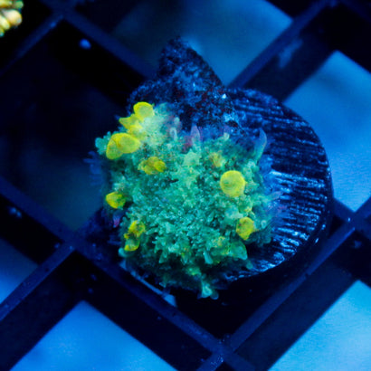 JC Alien Bounce Mushroom