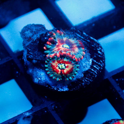 White Zombie (2 Polyps)