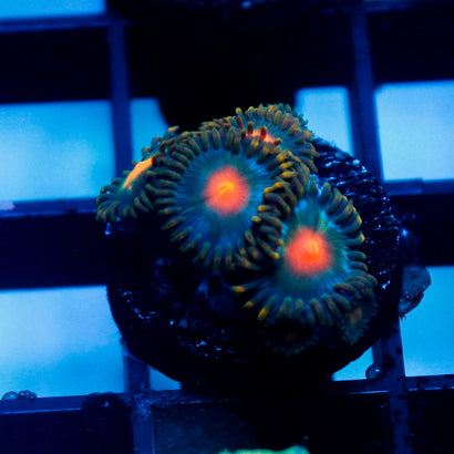 JC Alien Blood Zoa