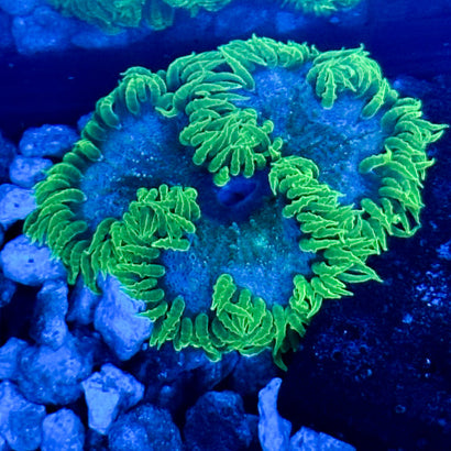 JC Rock Flower Anemone