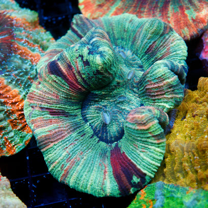 JC Ultra Rainbow Trachy