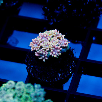 JC Pink Rainbow