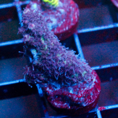 JC Purple Passion