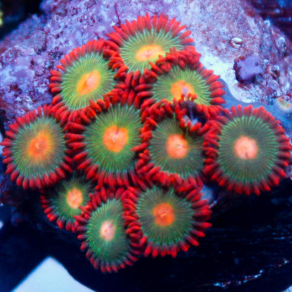 Gatorade Zoa Mini Colony