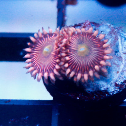 JC Purple Star