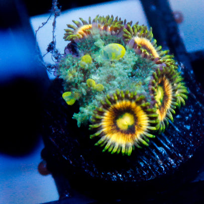 JC Alien Bounce Mushroom w/Lunar Eclipse Zoas