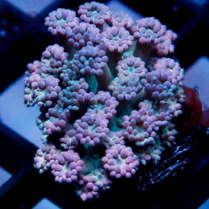 JC Rainbow Blue Goni