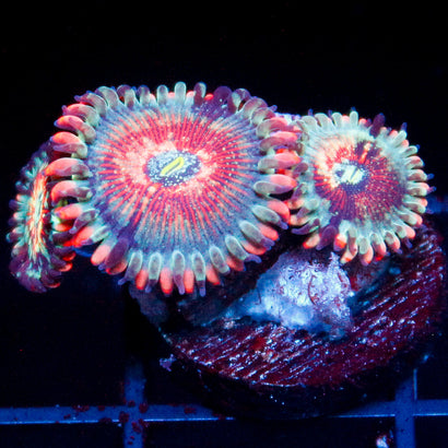 White Zombie (3 Polyps)