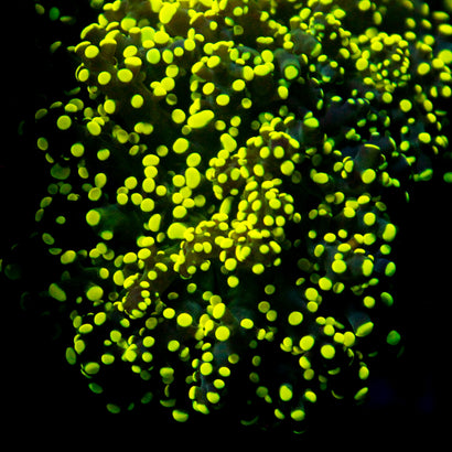 JC Neon Green Octo