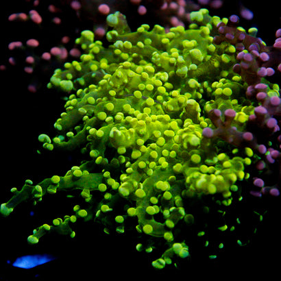 JC Green Octo