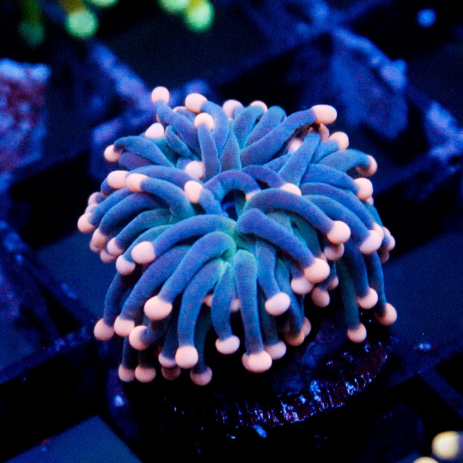 JC Pink Tip Hurricane