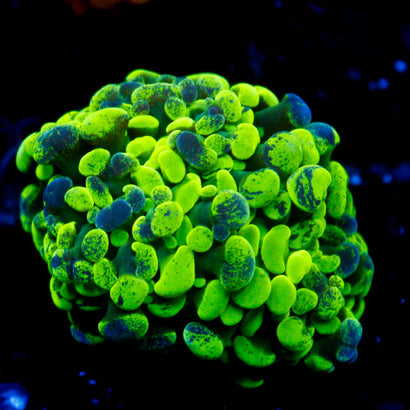 JC Ultra Splatter Hammer