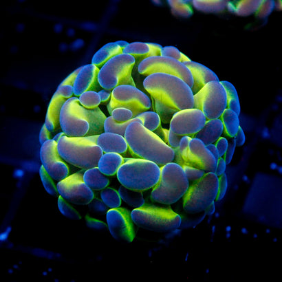 JC Ultra Hologram Hammer