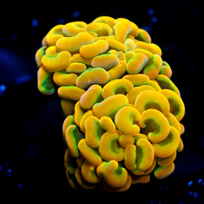 JC Rainbow Gold Hammer (2 Heads)