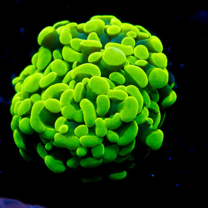 JC Neon Green Hammer