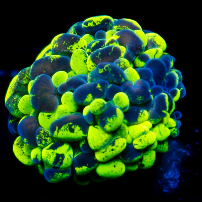 JC Ultra Splatter Hammer