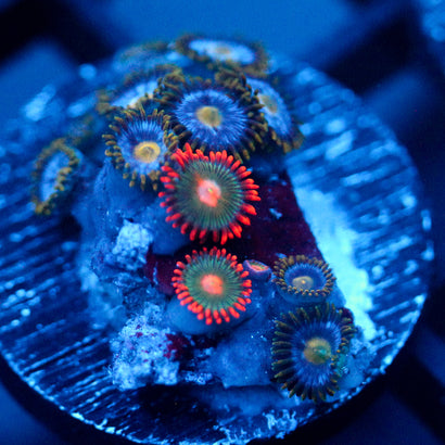 JC Zoa Garden Seed