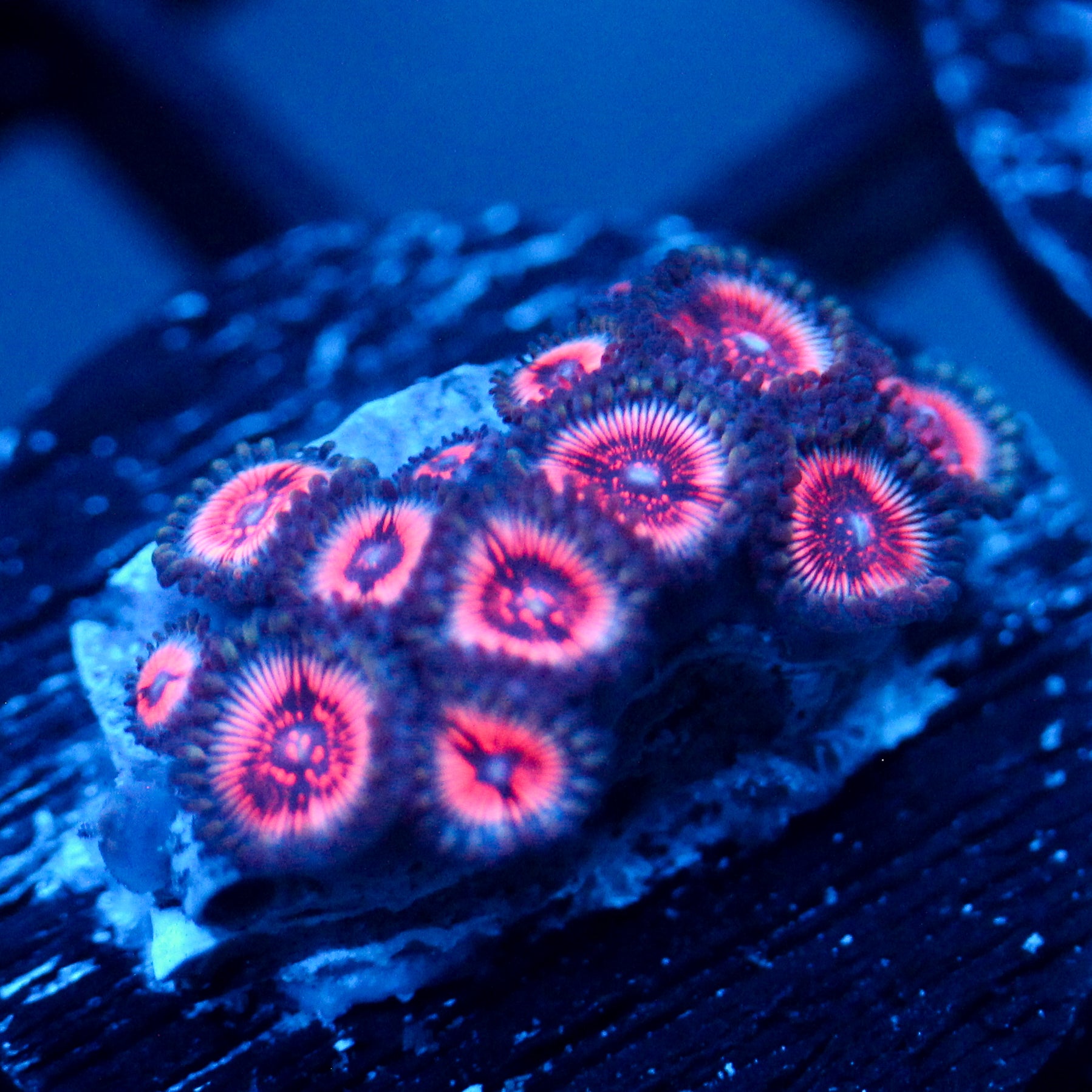JC Pretty in Pink Zoanthid