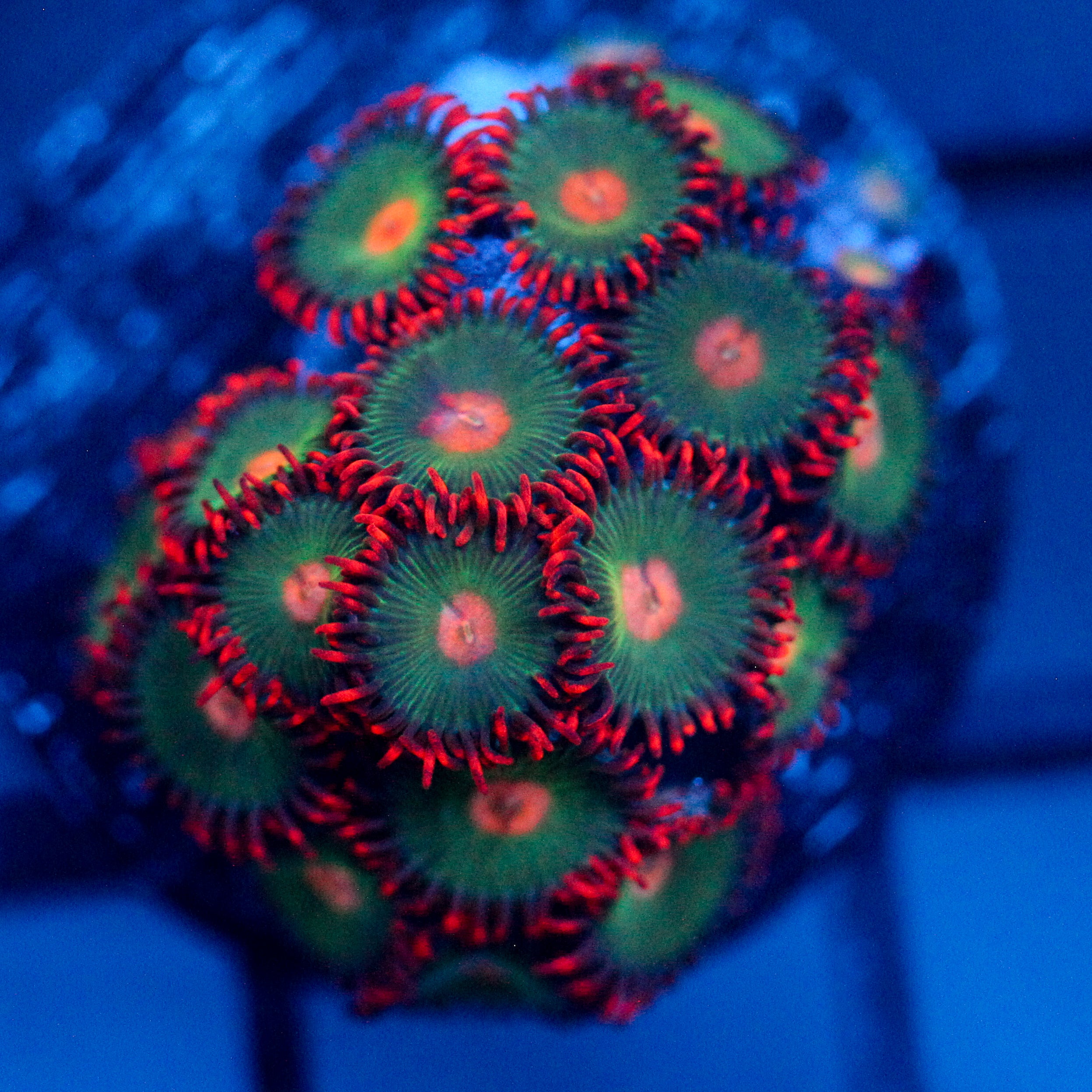 JC Gatorade Zoanthid