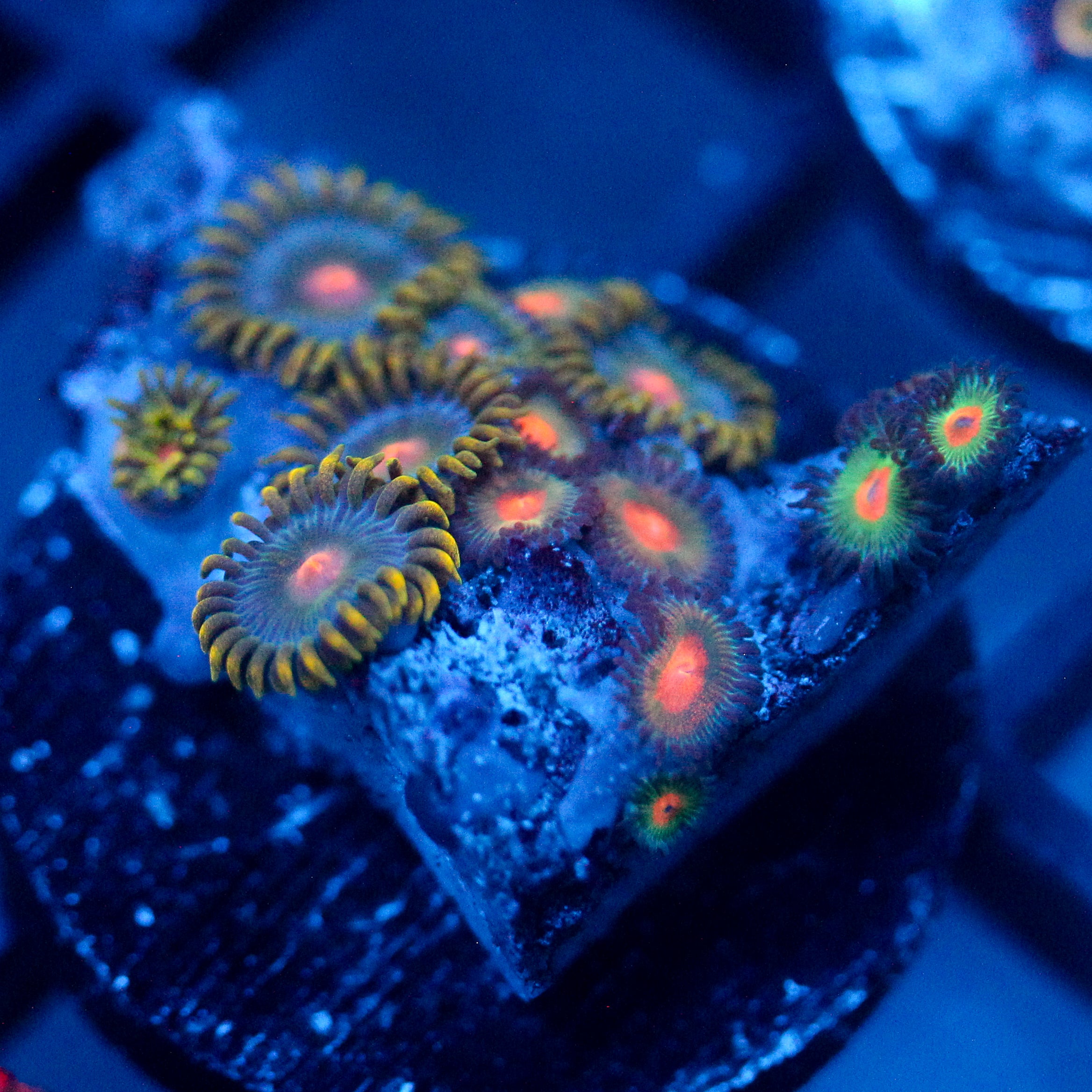 JC Saturn Zoanthid