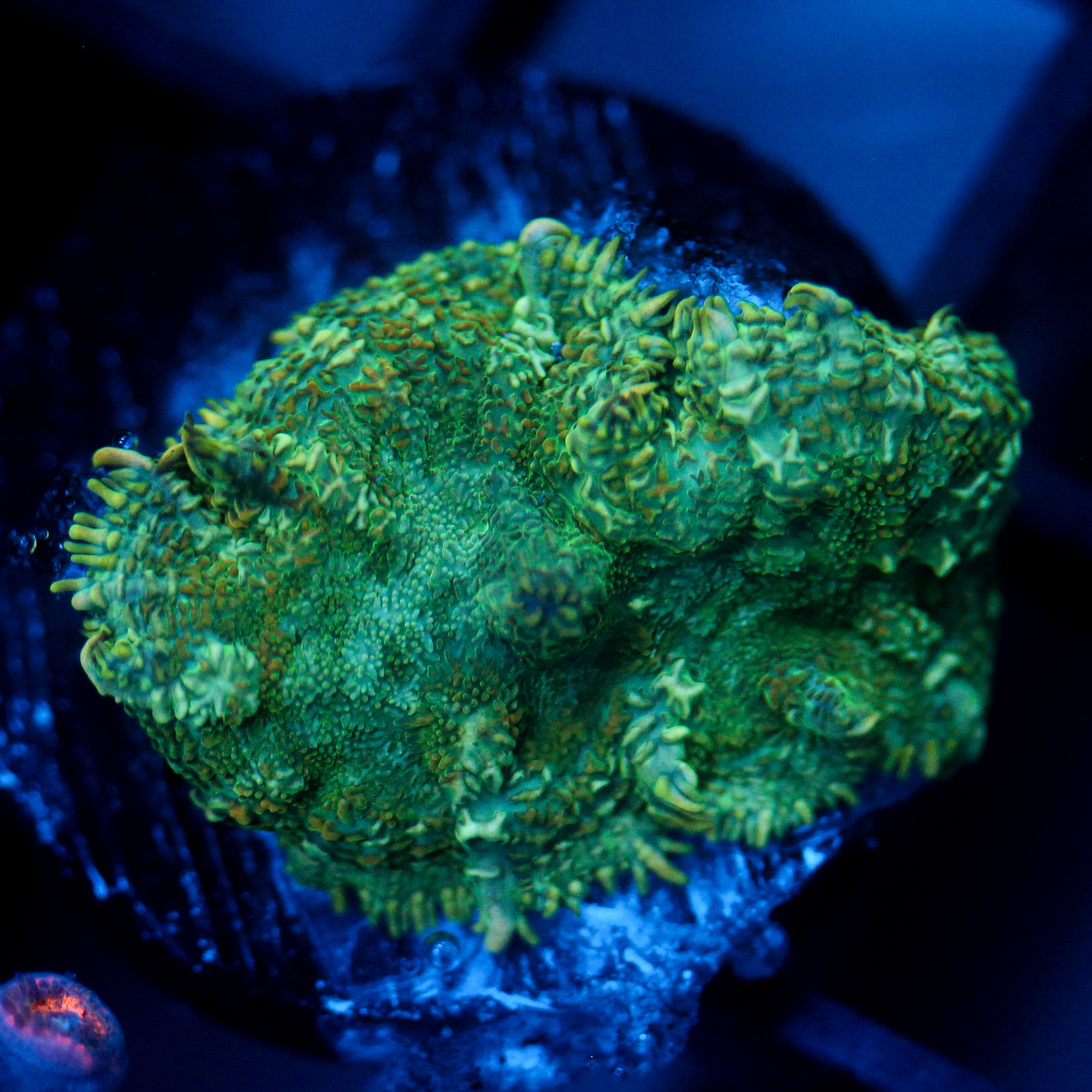 JC Lush Biome Rhodactis