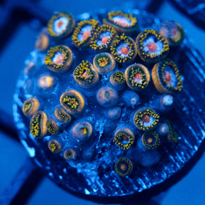 JC Saturn Zoanthid